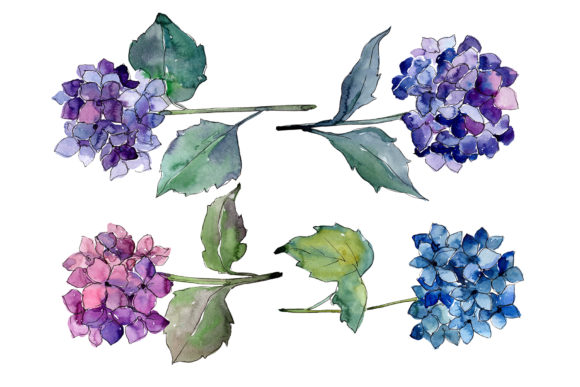 Hydrangeas Flowers Watercolor Set & Illustrations