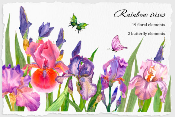 Irises Watercolor Clipart Flower and Illustrations
