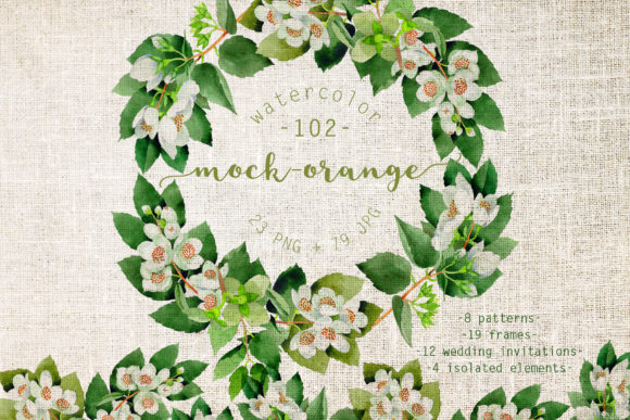 Mock-orange Watercolor Set: A Versatile Illustration Asset for Content Creators