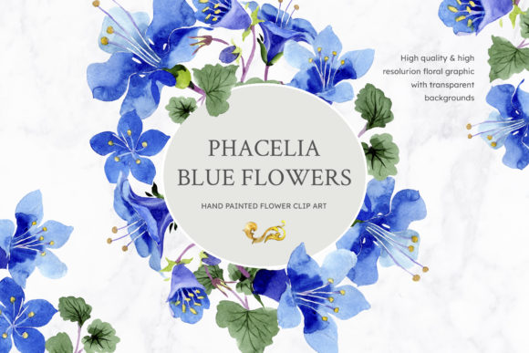 Phacelia or Bellflower’s Watercolor Clipart Blue: A Designer’s Perspective