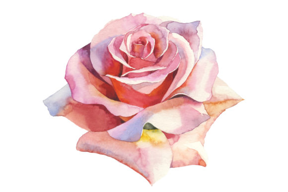 Pink Roses Realistic Watercolor Set for Local Business Branding