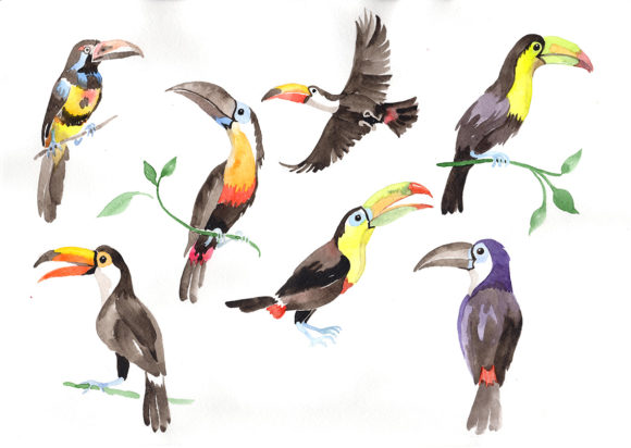Tropical Bird Toucan Watercolor Set – A Vibrant Graphic Design Asset for Branding and Illustrations
