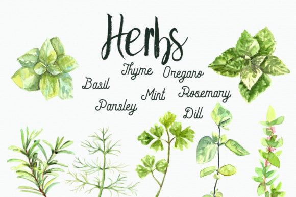 Watercolor Herbs Clip Art Set: A Versatile Illustrations Tool for Branding
