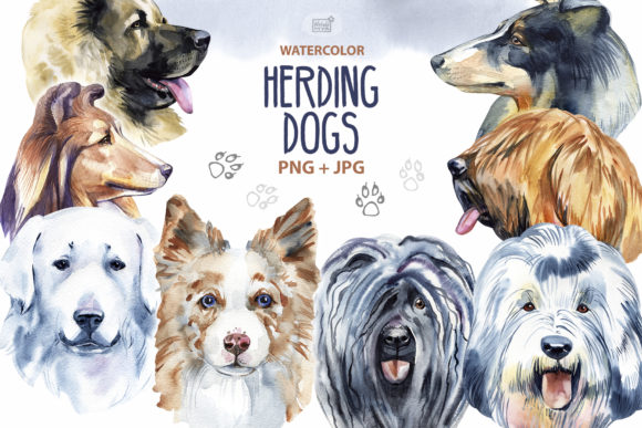 Watercolor Herding Dogs Illustrations