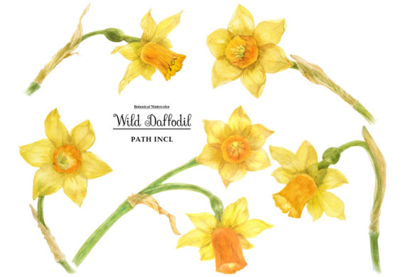 Watercolor Wild Daffodil Illustrations for Digital Sellers